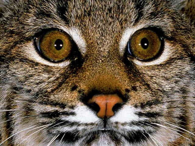 Bobcat (Lynx rufus) {!--밥캣, 붉은스라소니--> face; DISPLAY FULL IMAGE.