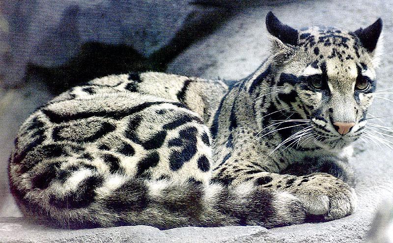 Clouded Leopard (Neofelis nebulosa){!--운표(雲豹)/구름표범--> curled on rock; DISPLAY FULL IMAGE.