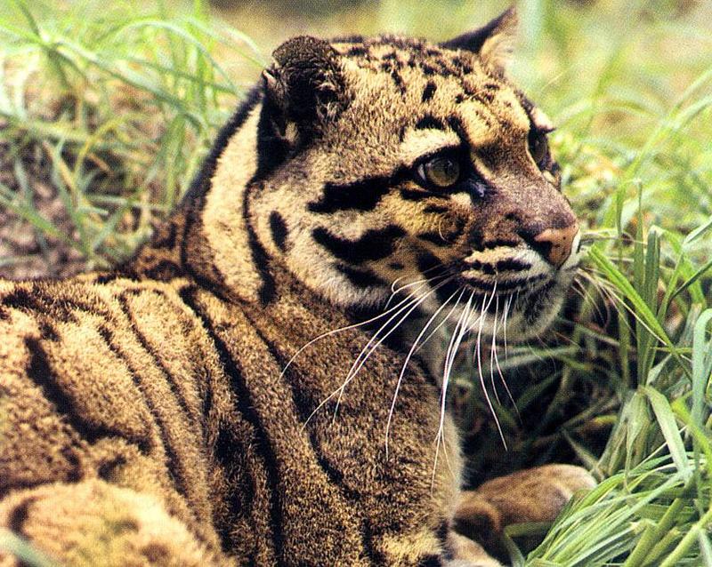 Clouded Leopard (Neofelis nebulosa){!--운표(雲豹)/구름표범--> closeup; DISPLAY FULL IMAGE.