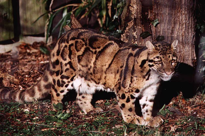 Clouded Leopard (Neofelis nebulosa){!--운표(雲豹)/구름표범-->; DISPLAY FULL IMAGE.