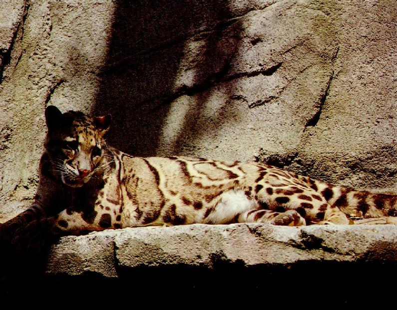 Clouded Leopard (Neofelis nebulosa){!--운표(雲豹)/구름표범-->; DISPLAY FULL IMAGE.