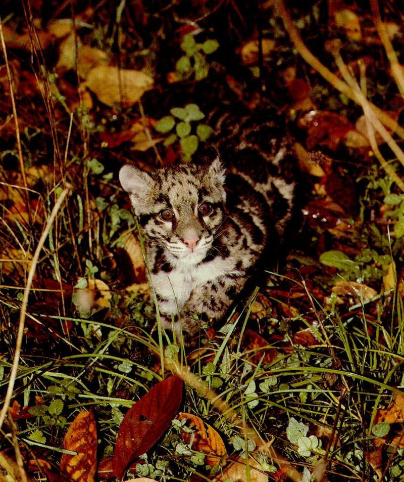 Clouded Leopard (Neofelis nebulosa){!--운표(雲豹)/구름표범--> cub; DISPLAY FULL IMAGE.