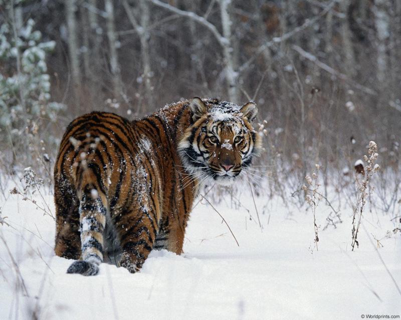 Siberian Tiger (Panthera tigris altaica){!--시베리아호랑이--> in snow; DISPLAY FULL IMAGE.