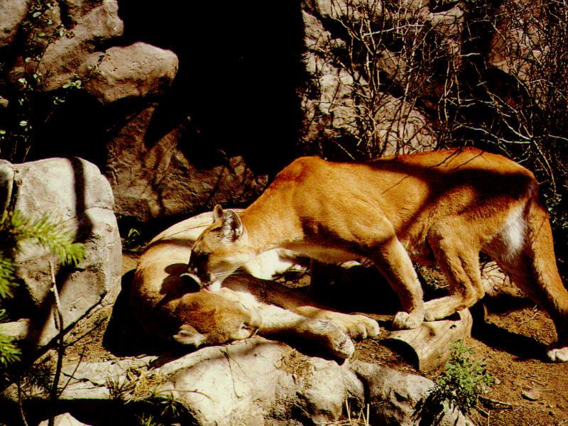 Cougar (Puma concolor){!--퓨마/쿠거--> pair of cougars; DISPLAY FULL IMAGE.