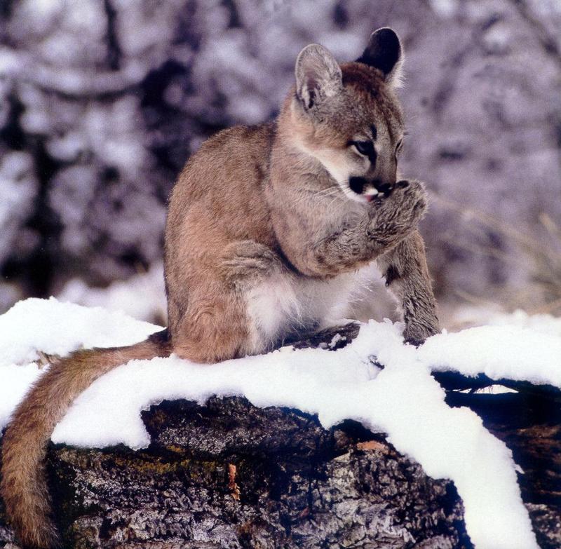 Cougar (Puma concolor){!--퓨마/쿠거--> juvenile on snow; DISPLAY FULL IMAGE.