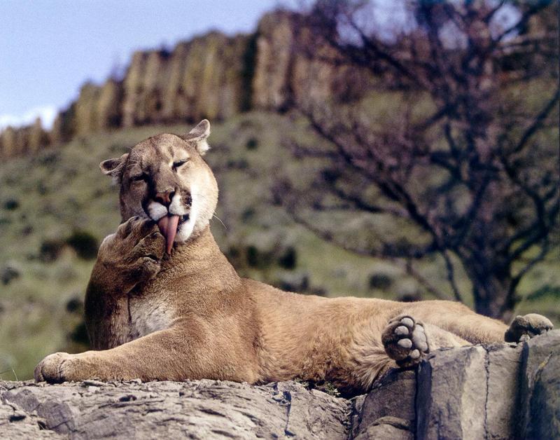 Cougar (Puma concolor){!--퓨마/쿠거--> licking foot with tongue; DISPLAY FULL IMAGE.