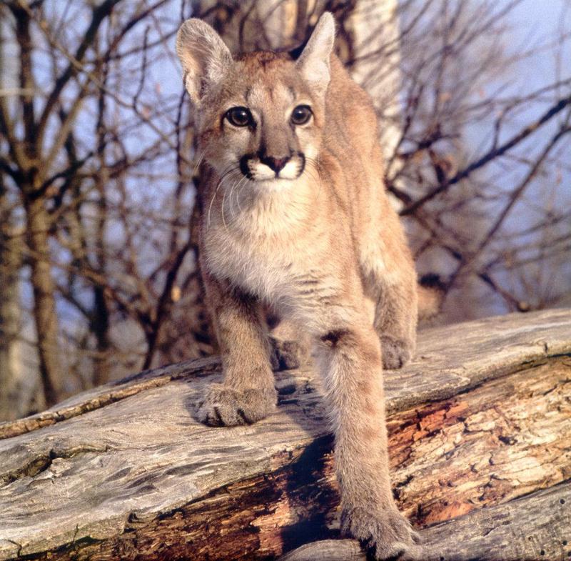 Cougar (Puma concolor){!--퓨마/쿠거--> juvenile on log; DISPLAY FULL IMAGE.