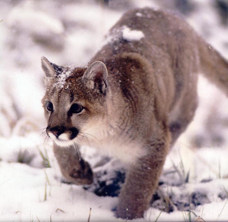 Cougar (Puma concolor){!--퓨마/쿠거--> stalking in snow; DISPLAY FULL IMAGE.