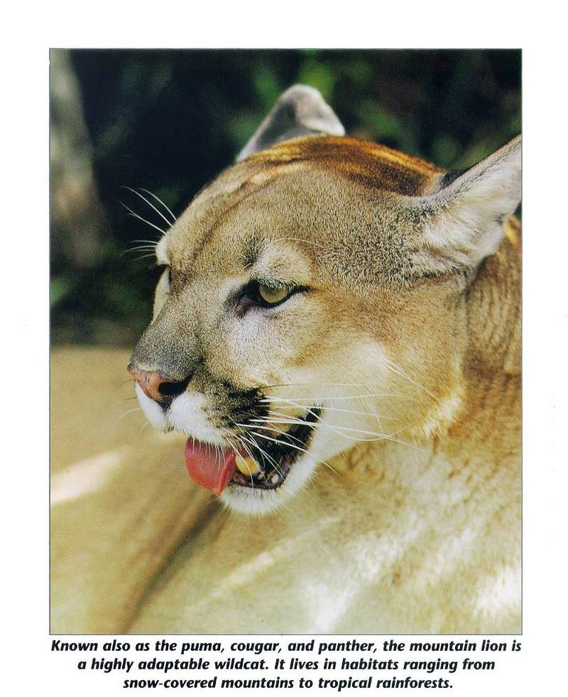 Cougar (Puma concolor){!--퓨마/쿠거--> head; DISPLAY FULL IMAGE.