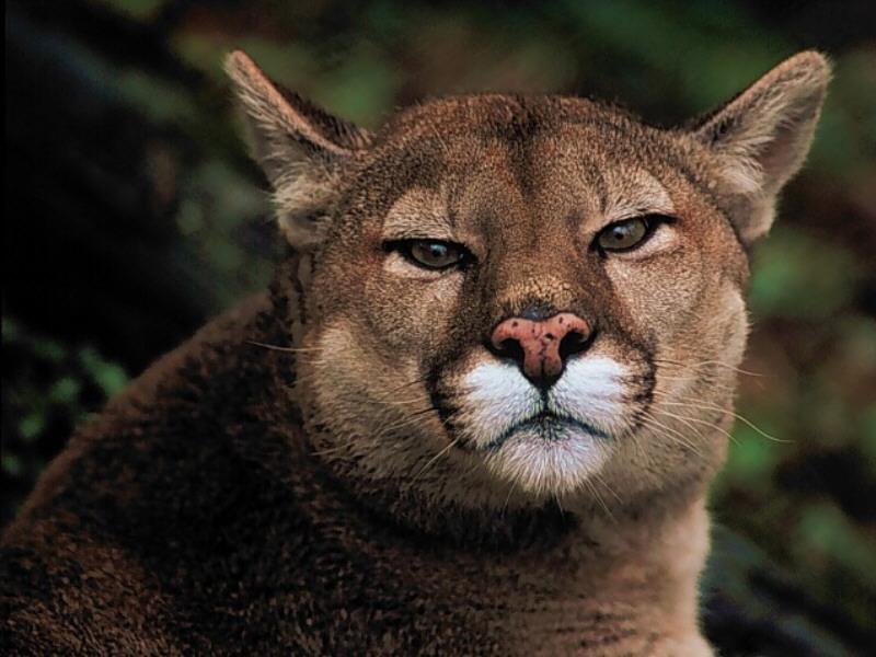 Cougar (Puma concolor){!--퓨마/쿠거--> head; DISPLAY FULL IMAGE.