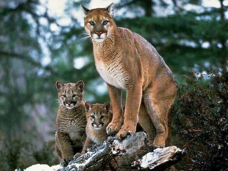 Cougar (Puma concolor){!--퓨마/쿠거--> mother and two kits; DISPLAY FULL IMAGE.