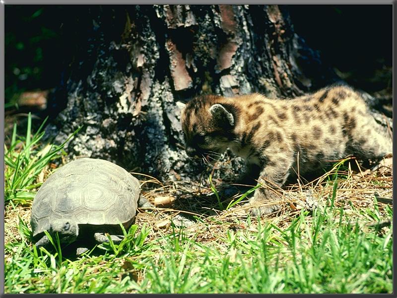 Cougar (Puma concolor){!--퓨마/쿠거--> kit and wood turtle; DISPLAY FULL IMAGE.