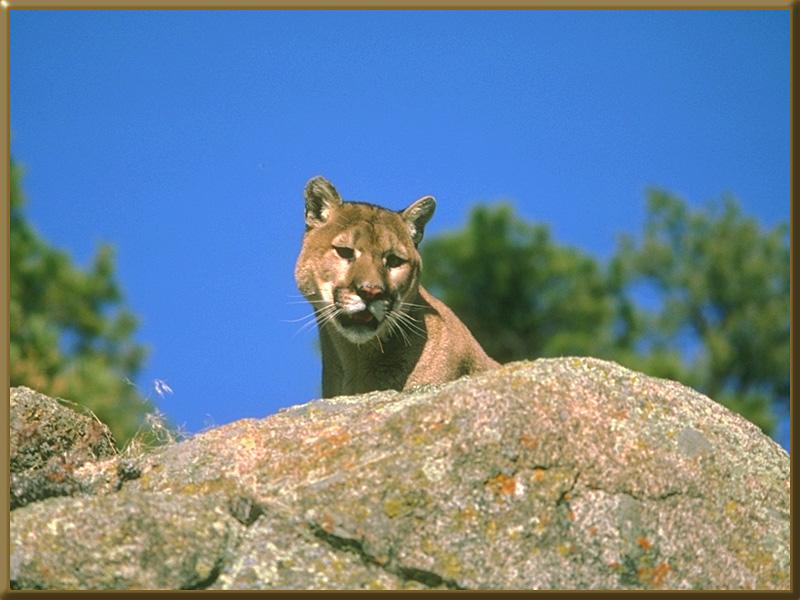 Cougar (Puma concolor){!--퓨마/쿠거--> head on rock; DISPLAY FULL IMAGE.