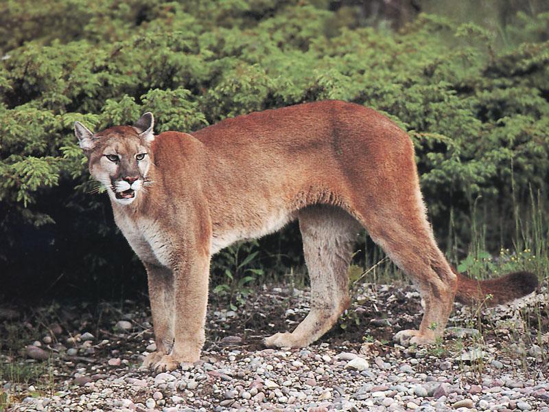 Cougar (Puma concolor){!--퓨마/쿠거-->; DISPLAY FULL IMAGE.