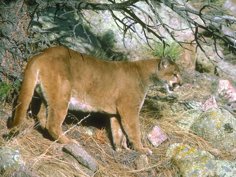 Cougar (Puma concolor){!--퓨마/쿠거--> on slope; DISPLAY FULL IMAGE.
