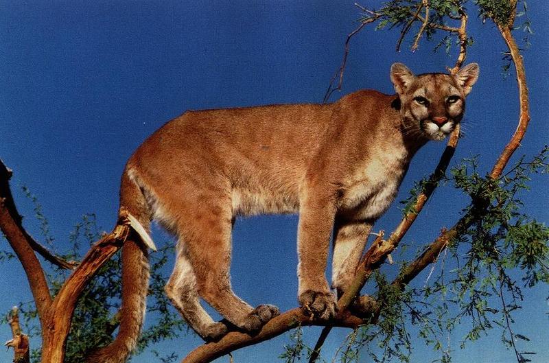 Cougar (Puma concolor){!--퓨마/쿠거--> juvenile on tree; DISPLAY FULL IMAGE.
