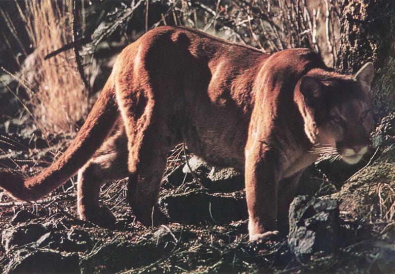 Cougar (Puma concolor){!--퓨마/쿠거--> stalking pace; DISPLAY FULL IMAGE.
