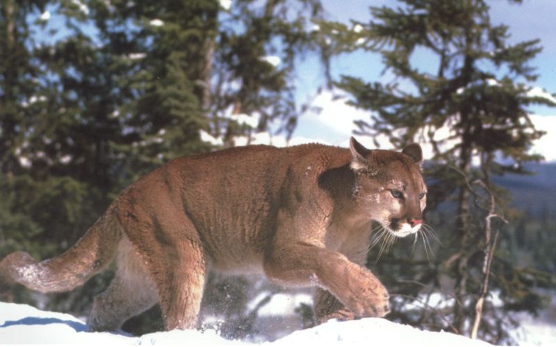 Cougar (Puma concolor){!--퓨마/쿠거--> stalking pace on snow; DISPLAY FULL IMAGE.