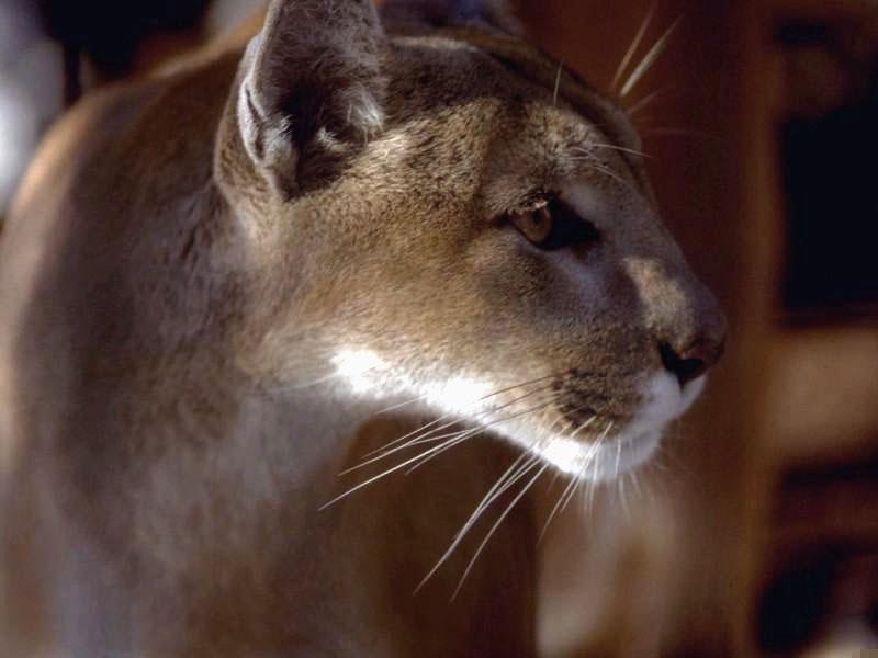 Cougar (Puma concolor){!--퓨마/쿠거--> face; DISPLAY FULL IMAGE.