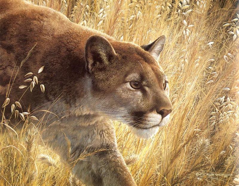[Animal Art] Cougar (Puma concolor){!--퓨마/쿠거-->: 