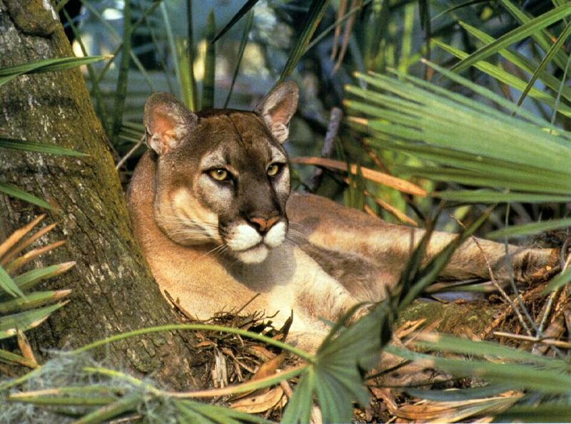 Florida Panther (Puma concolor coryi){!--플로리다퓨마/쿠거-->; DISPLAY FULL IMAGE.