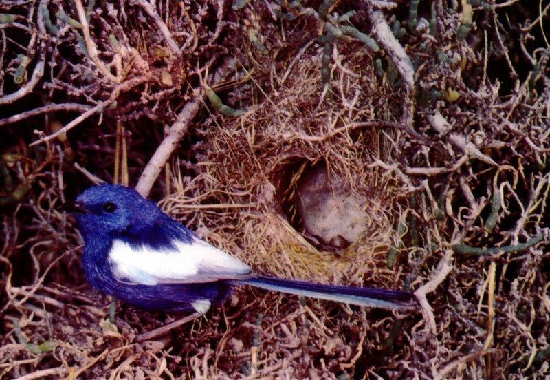 White-winged Fairy-wren - Malurus leucopterus (Gould, 1833) {!--흰날개요정굴뚝새-->; DISPLAY FULL IMAGE.