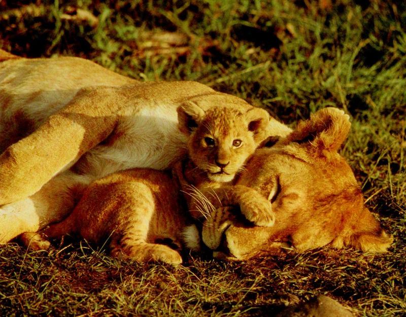 African lion (Panthera leo) {!--아프리카사자--> mother and cub; DISPLAY FULL IMAGE.