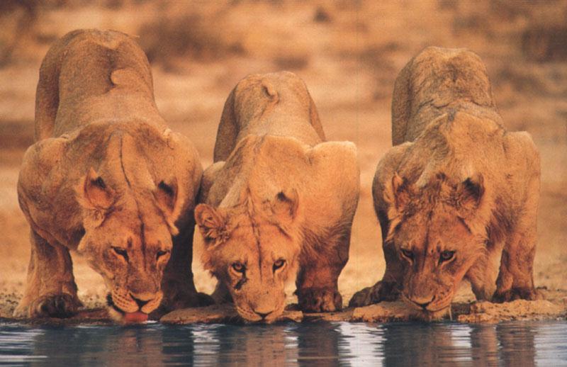 African lion (Panthera leo) {!--아프리카사자, 암사자--> : lioness lapping water; DISPLAY FULL IMAGE.