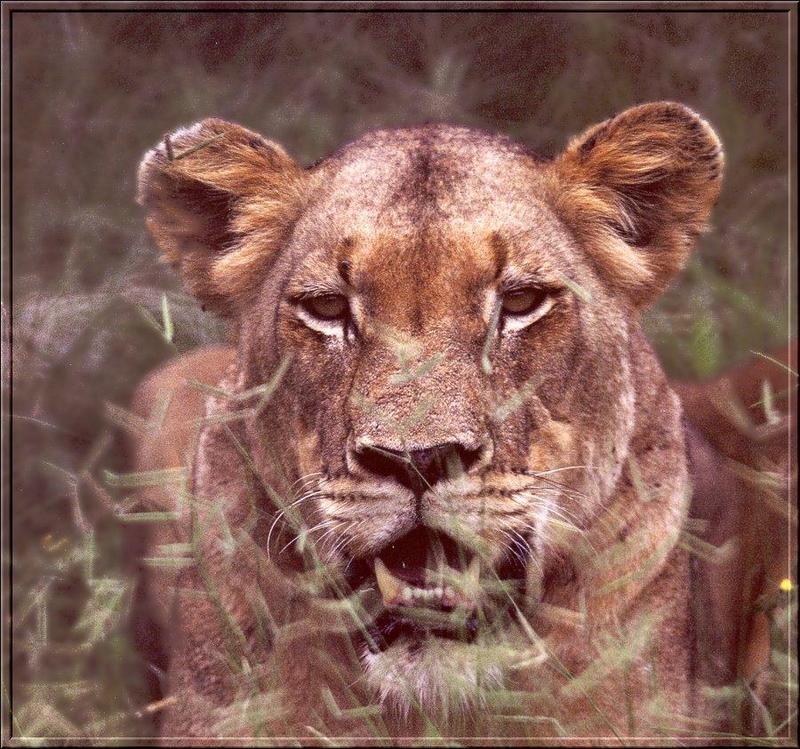African lion (Panthera leo) {!--아프리카사자, 암사자--> : lioness face; DISPLAY FULL IMAGE.
