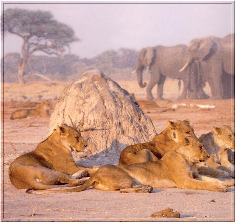 African lion (Panthera leo) {!--아프리카사자, 암사자--> : lioness relaxing; DISPLAY FULL IMAGE.