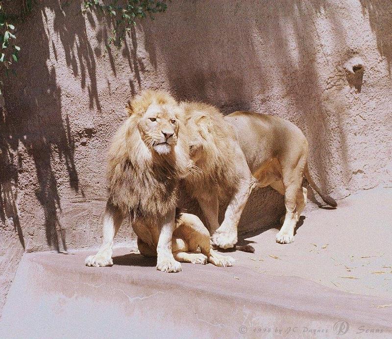African lion (Panthera leo) {!--아프리카사자, 숫사자--> males; DISPLAY FULL IMAGE.