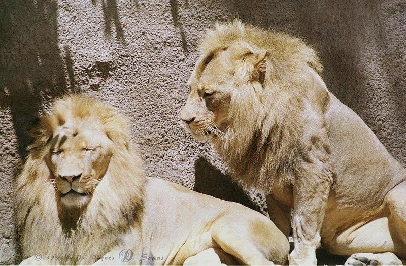 African lion (Panthera leo) {!--아프리카사자, 숫사자--> males; DISPLAY FULL IMAGE.