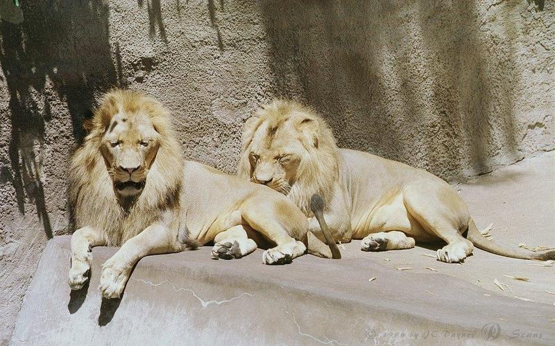 African lion (Panthera leo) {!--아프리카사자, 숫사자--> males; DISPLAY FULL IMAGE.