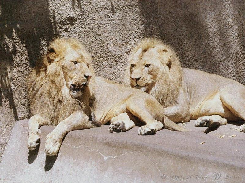 African lion (Panthera leo) {!--아프리카사자, 숫사자--> males; DISPLAY FULL IMAGE.