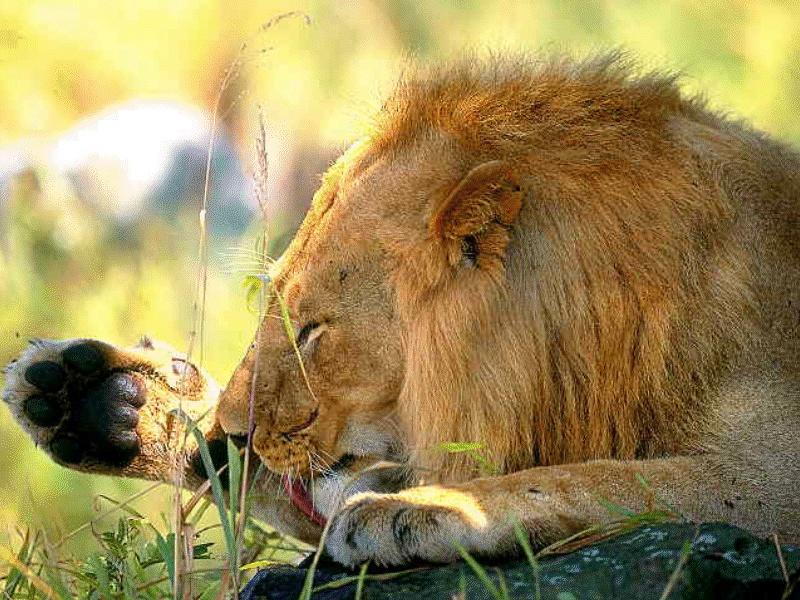 African lion (Panthera leo) {!--아프리카사자, 숫사자--> male face; DISPLAY FULL IMAGE.