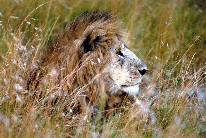 African lion (Panthera leo) {!--아프리카사자, 숫사자--> male; DISPLAY FULL IMAGE.