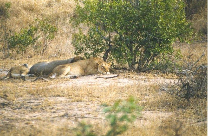 African lion (Panthera leo) {!--아프리카사자-->: lions in bush; DISPLAY FULL IMAGE.