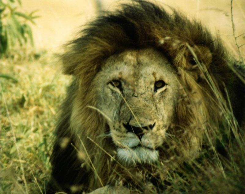 African lion (Panthera leo) {!--아프리카사자--> male face; DISPLAY FULL IMAGE.