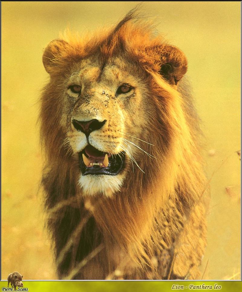 African lion (Panthera leo) {!--아프리카사자--> male; DISPLAY FULL IMAGE.