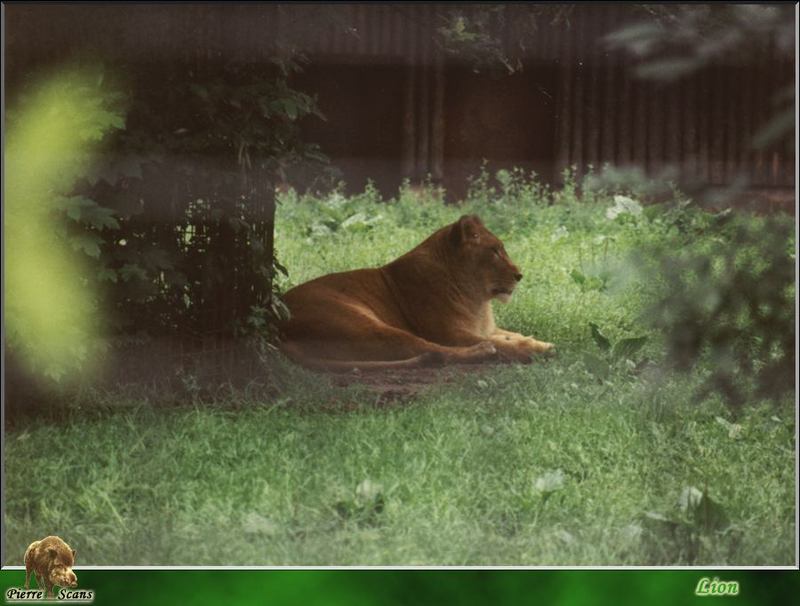 African lion (Panthera leo) {!--아프리카사자-->; DISPLAY FULL IMAGE.