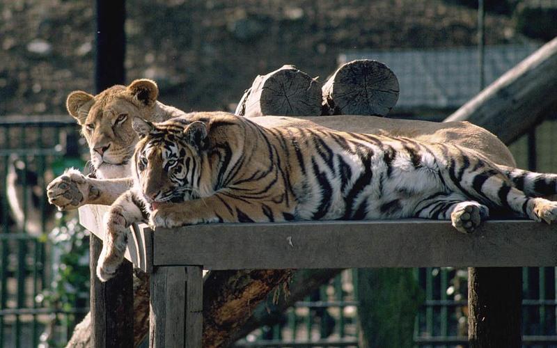 African lion (Panthera leo) {!--아프리카사자--> and tiger; DISPLAY FULL IMAGE.