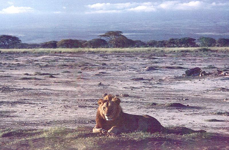 African lion (Panthera leo) {!--아프리카사자--> male; DISPLAY FULL IMAGE.