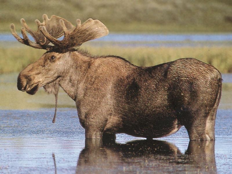 Moose (Alces alces) {!--말코손바닥사슴, 무스--> bull in swamp; DISPLAY FULL IMAGE.