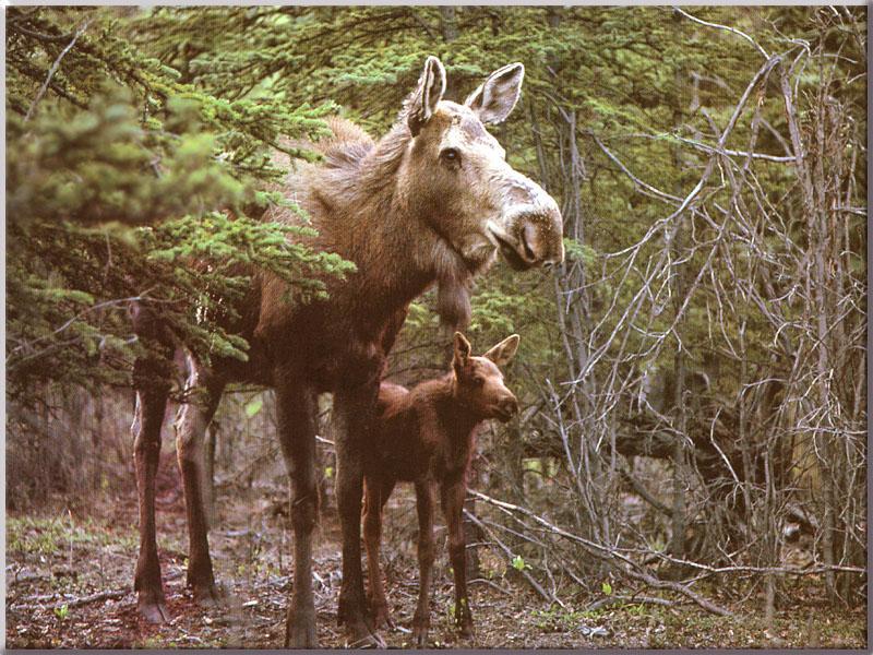 Moose (Alces alces) {!--말코손바닥사슴, 무스--> mother and calf; DISPLAY FULL IMAGE.