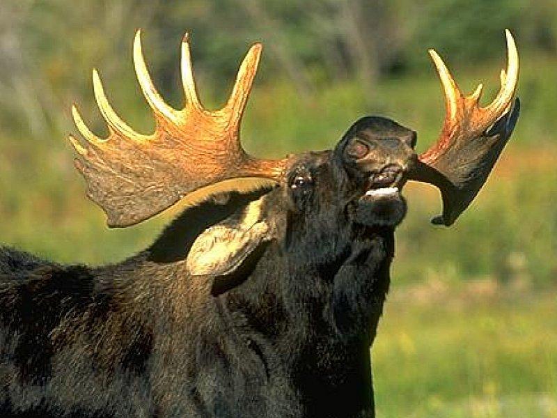 European Moose (Alces alces) {!--말코손바닥사슴, 무스--> face; DISPLAY FULL IMAGE.