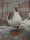 중국거위 Anser cygnoides (Swan Goose)