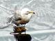 괭이갈매기 Larus crassirostris (Black-tailed Gull)