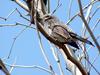 Brown-eared Bulbul