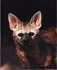 African Aardwolf (Proteles cristatus)