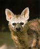 African Aardwolf (Proteles cristatus)